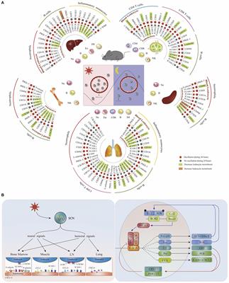 A Tissue-Specific Rhythmic Recruitment Pattern of Leukocyte Subsets